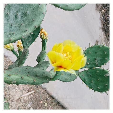 仙人掌開花好嗎|仙人掌開花照顧方法，常見問題和容易養開花的13個仙人掌品種